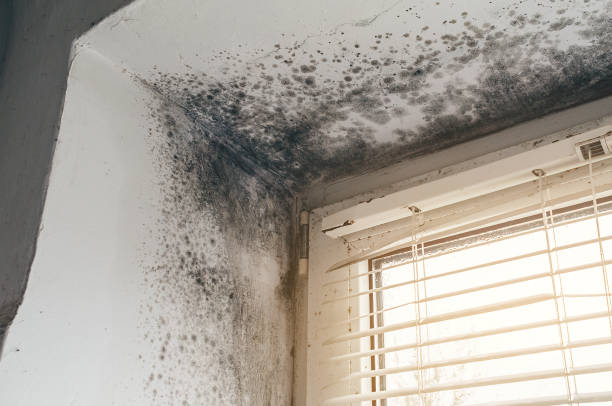 Affordable Black Mold Remediation solutions in Dendron, VA