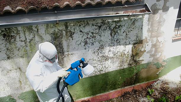 Top rated local Black Mold Remediation specialists in Dendron, VA